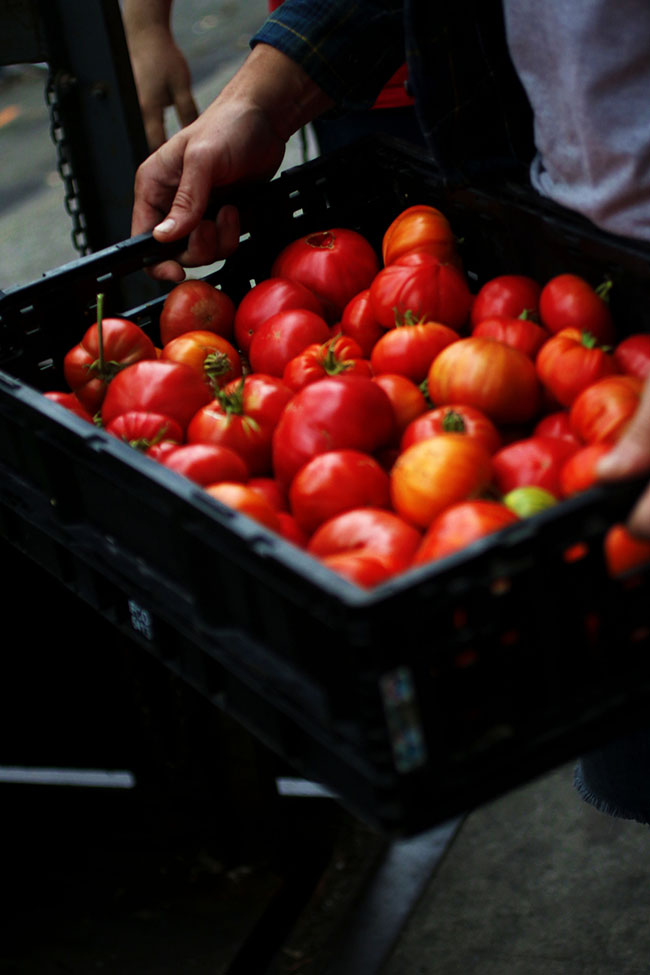 Person holding a large black container filled with fresh heirloom tomatoes.