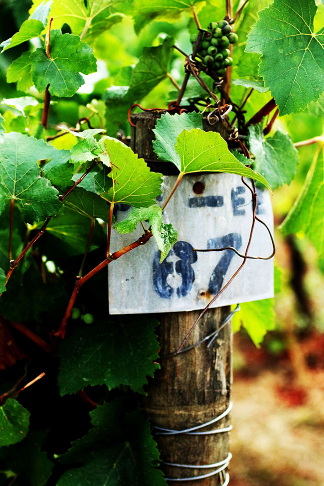 A post in a vineyard, covered in grape vines, with a white sign identifying the row number.