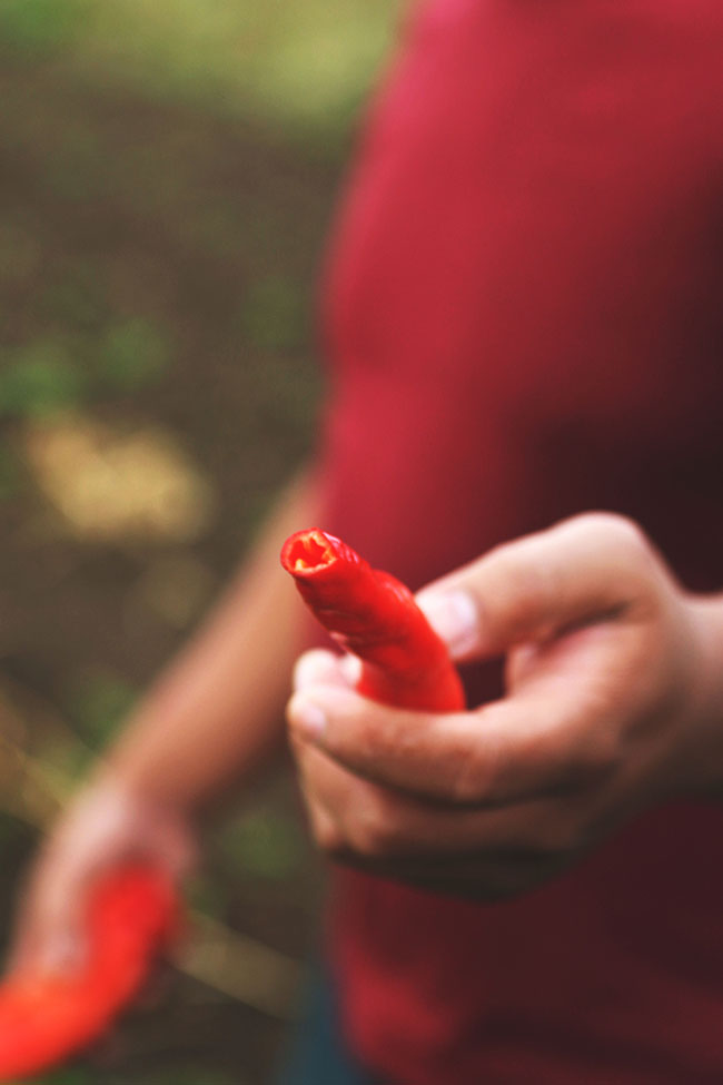 Carlo holds a spicy red pepper.
