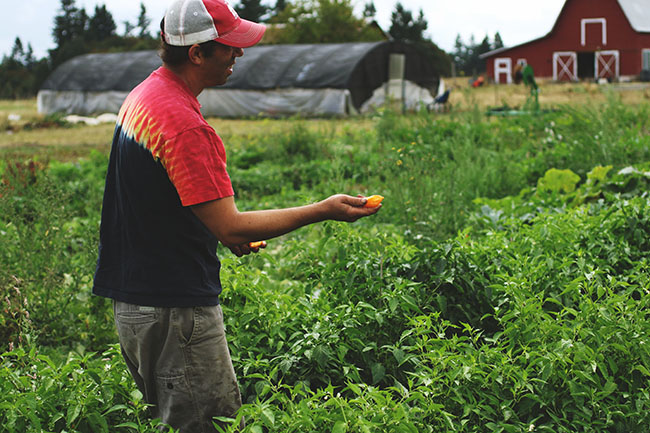 Paul holds out a bright orange pepper while he stands in the middle of the farm.