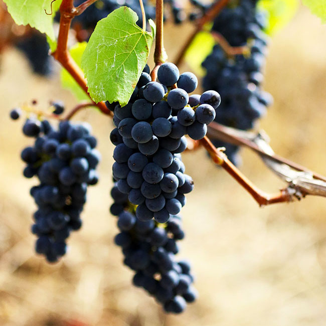 Red grapes growing in a vineyard.