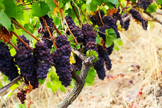 Dark red grapes growing in the vineyard.
