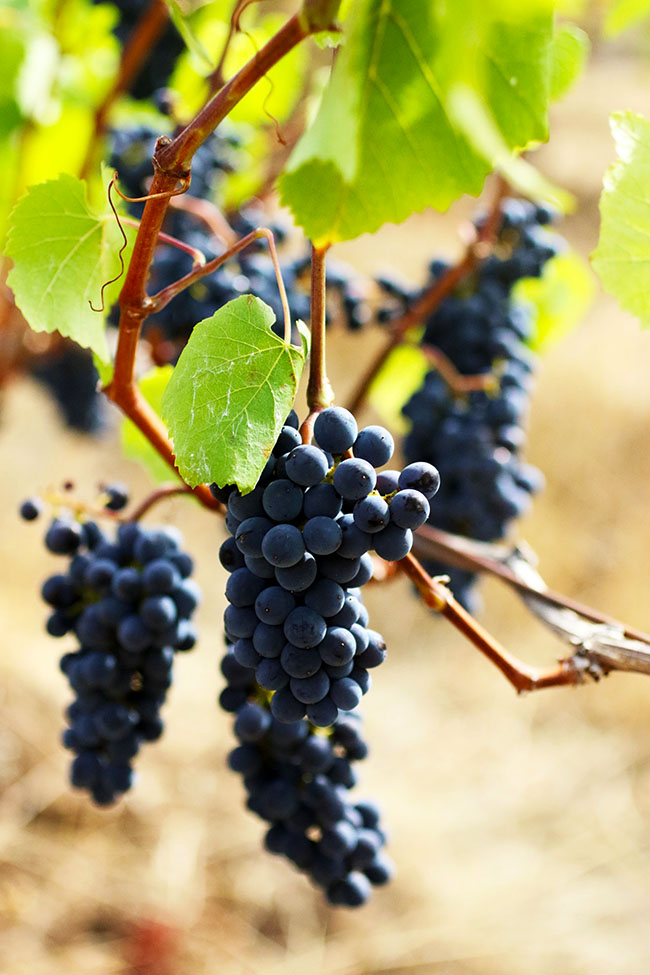 Red grapes growing in a vineyard.