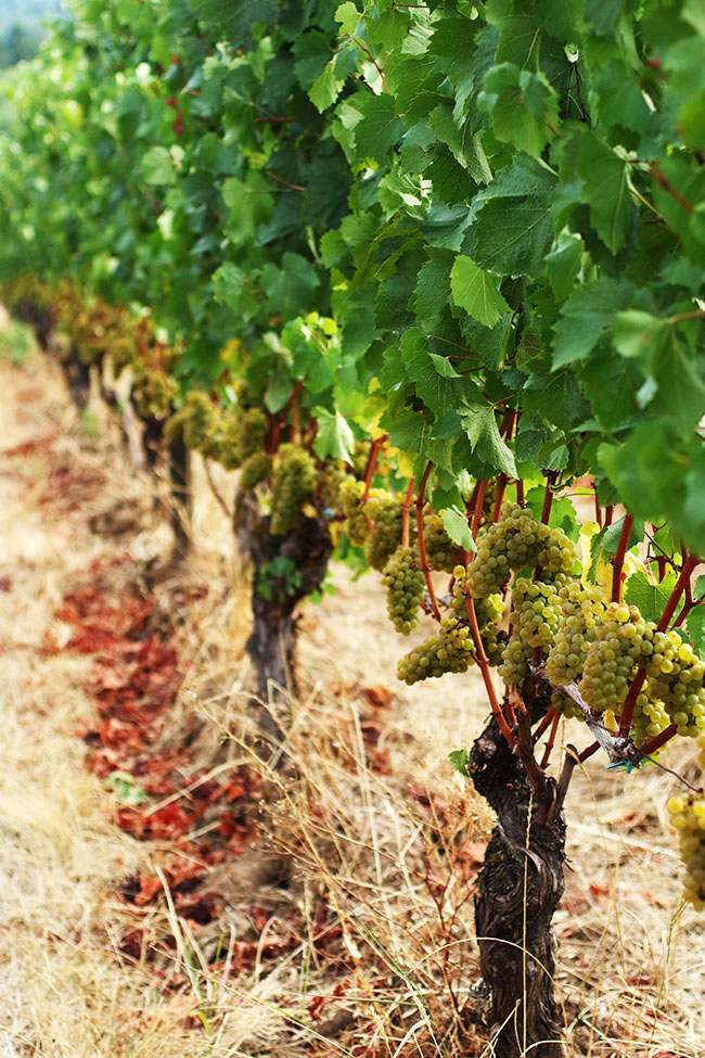 White grapes growing in the vineyard.