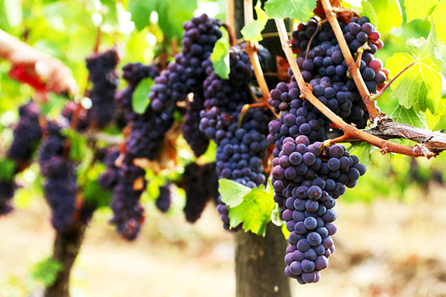 Dark purple grapes in the vineyard.