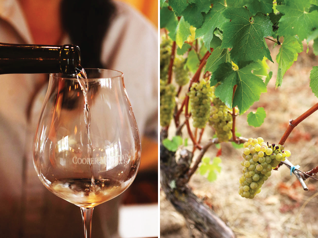Pouring white wine into a glass at the vineyard.