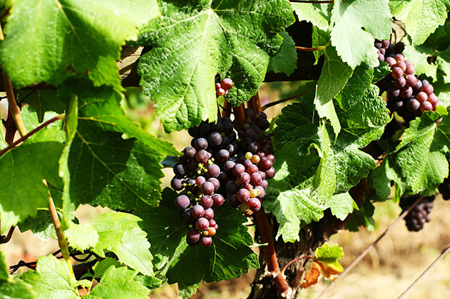 Purple grapes growing on the vine, surrounded by bright green leaves.