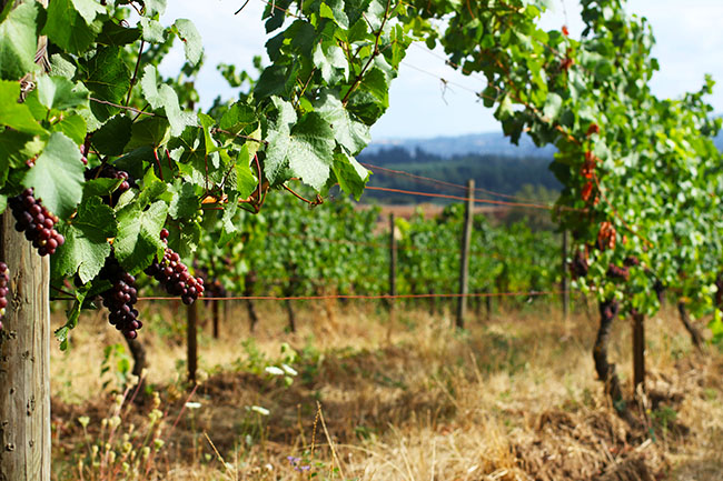 Looking through a row of vines at Cooper Mountain Vineyards.