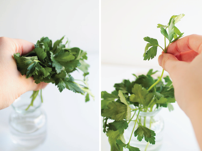 Hands placing parsley sprigs in a small vase.
