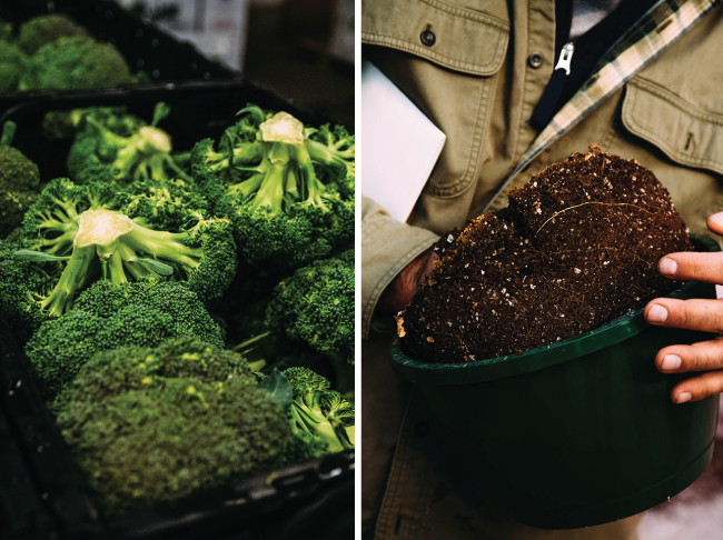 Fresh broccoli in a black storage bin.
