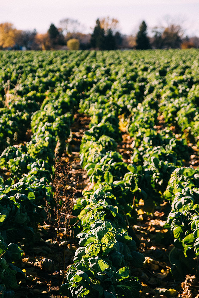 Rows of brussels sprouts growing on a farm.