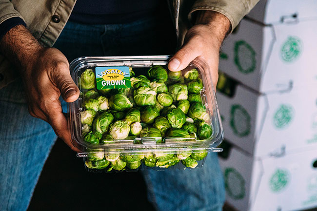 Farmer's hands holding a box of fresh brussels sprouts.