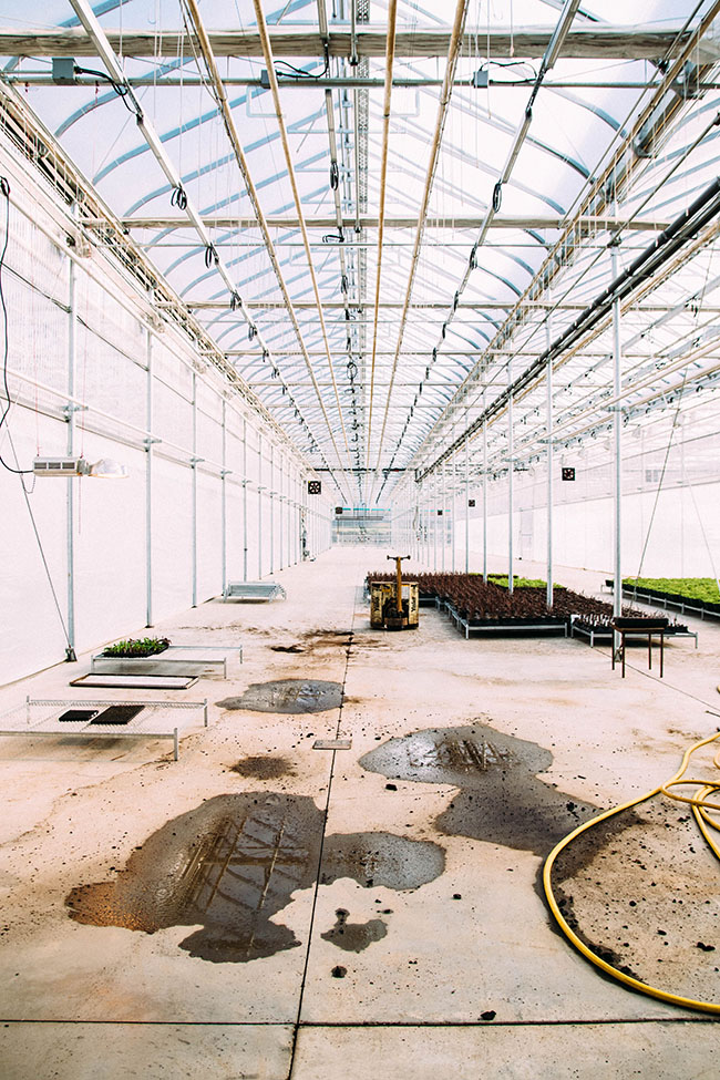 Looking into a bright, long greenhouse.