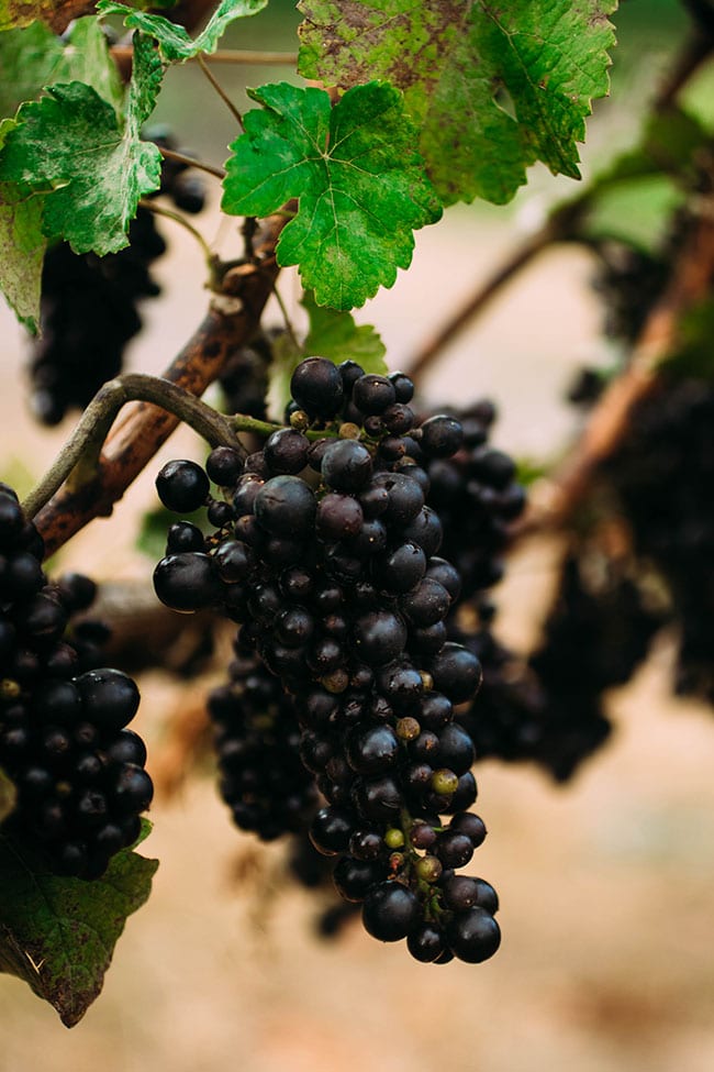 Dark red grapes on vineyard vines.