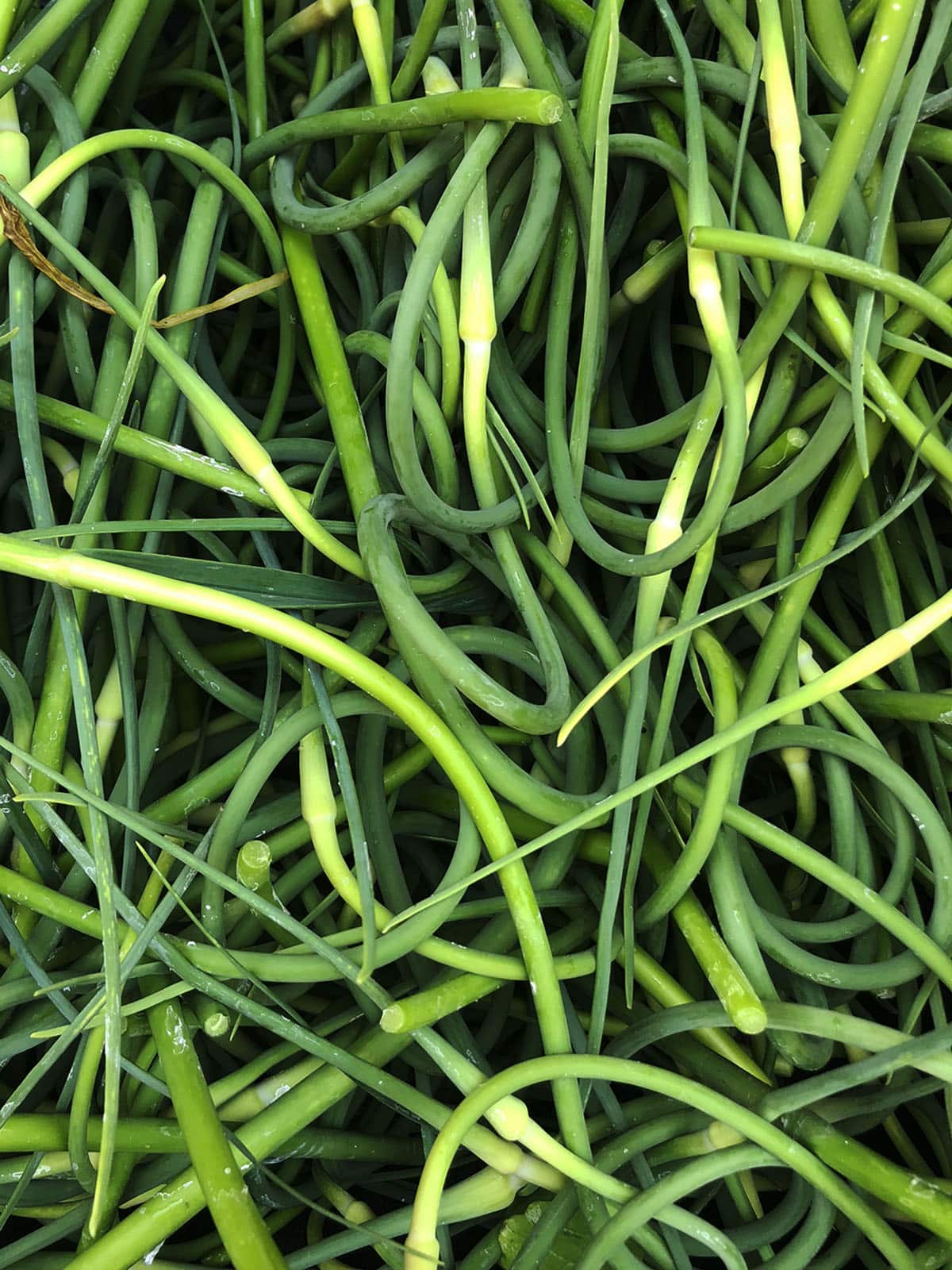 Close up of garlic scapes.