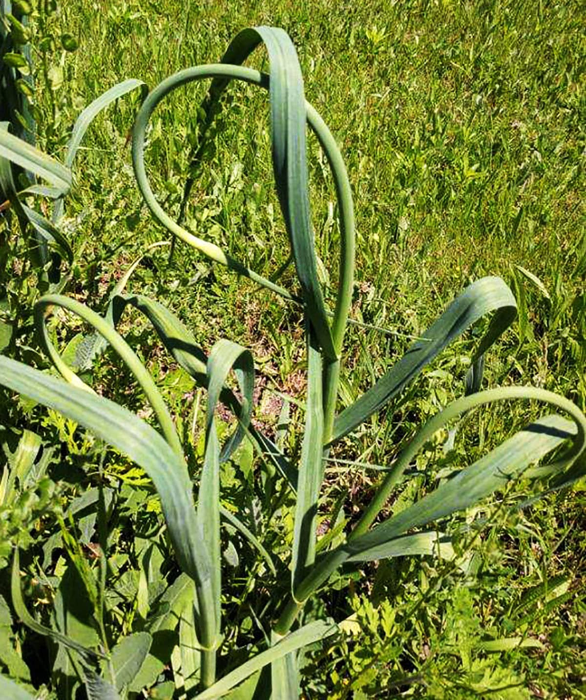 Garlic scapes growing in the yard.