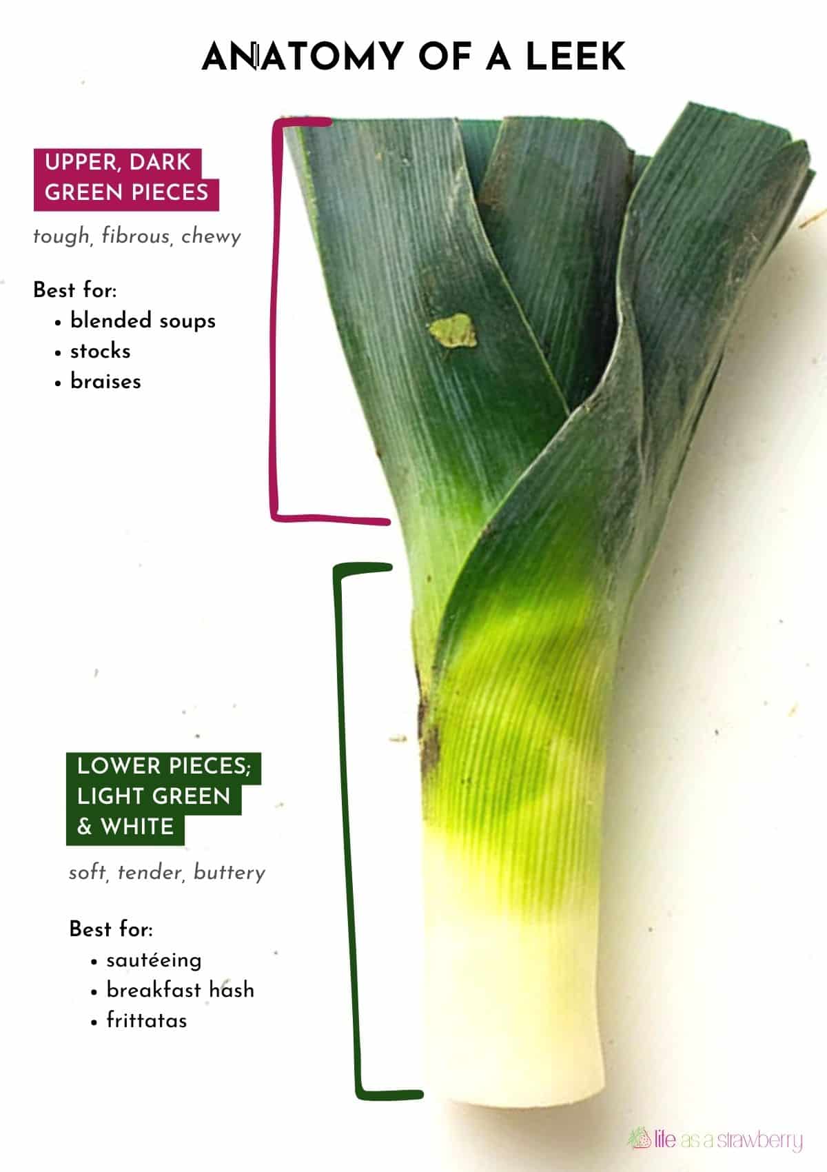 A photo of a leek, with text identifying the various dark green and white pieces.